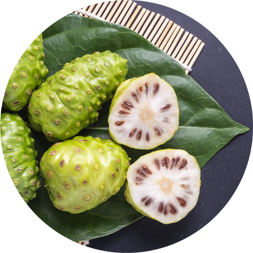 Morinda Citrifolia Extract Benefits. 